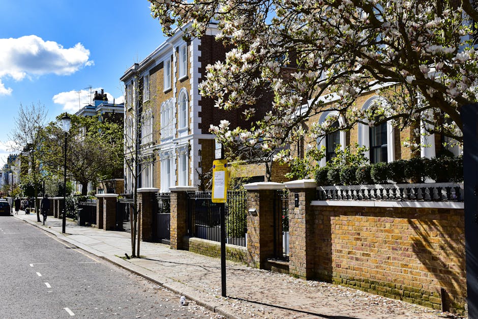 A residential street scene in Holland Park showing a row of multi-storey brick houses with white window frames and decorative details. In the foreground, a flowering tree with white blossoms partially