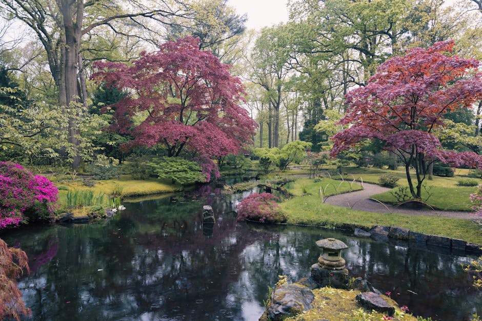 A serene Japanese-style garden with a small pond reflecting surrounding trees and plants. Pink and red Japanese maple trees are prominent, overhanging the water on both sides. Green bushes and low shrubs are visible along the pond's edge, with some plantings on small islands within the water. A stone lantern and rocks are positioned near the water, contributing to the garden's tranquil aesthetic. The background features tall trees with green leaves and a bright, softly lit sky, indicating daytime. Inside a property, partially visible through an open doorway or window, are cardboard boxes, furniture covered with blankets, and packing materials, suggesting a home relocation process. Man With a Van Holland Park is likely involved in the furniture transport and packing aspects of the move, with items being prepared or loaded for transportation as part of a same-day removal service geared towards efficient and careful moving logistics.